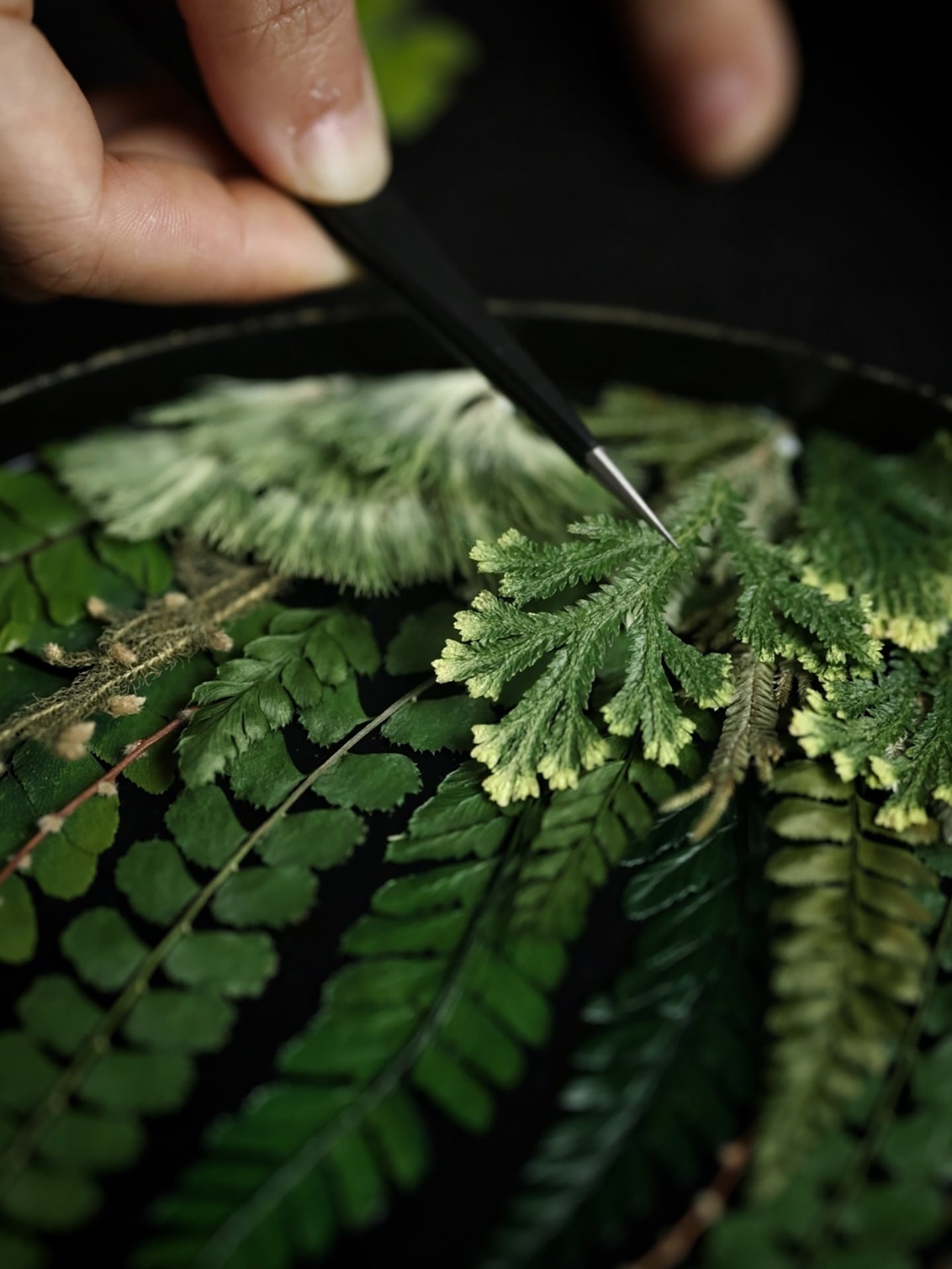 Lacquer Essence Vase — Fern Edition